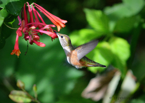 Hummingbird