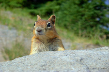 Chipmunk