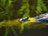 Blue Frog