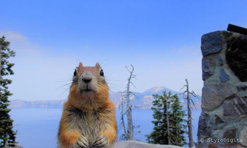 Chipmunk