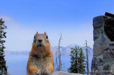 Chipmunk in Blue