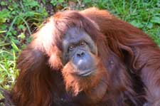 Orangutanthumb