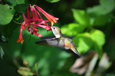 Hummingbird #2