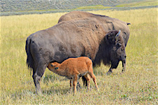 Bison Family