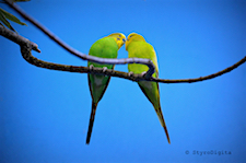 Budgerigars