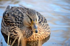 Brown Duck