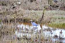 Heron #2