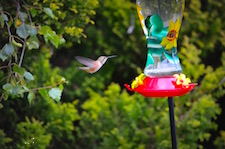Hummingbird #4