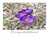 Congrats Card Thumbnail