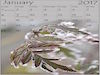 January Thumbnail