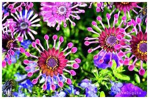 Osteospermum