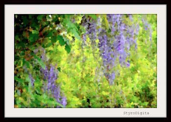 Wisteria