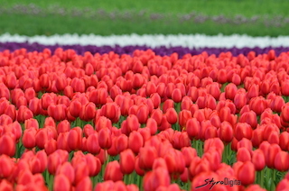 Tulips in Spring