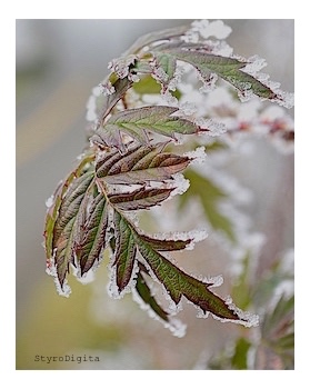 Frosty Leaves
