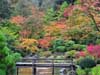 Japanese Garden in Fall
