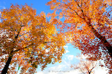 Fall at NSC