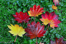 Fall after Rain