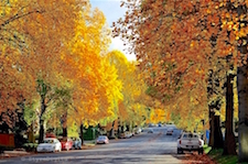 Street Fall in Seattle