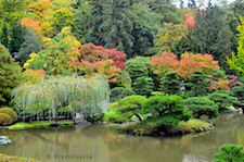 Japanese Garden
