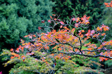 Japanese Maple Story