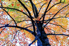 Fall by Cell Phone