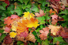 Falling Leaves