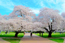 Cherry Blossoms at UW