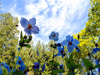 Blue Poppy