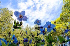 Bluepopies at Butchart Gardens