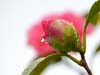 Camellia in Rain