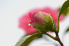 Camellia in Rain
