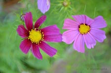 Cosmos