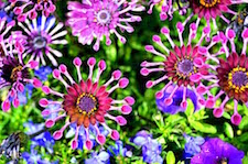 Osteospermum