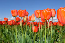 Red Tulip