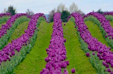 Purple Tulips