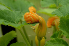 Squash Flower