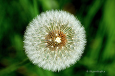 Dandelion