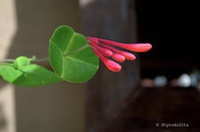 Honeysuckle