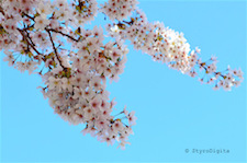 Cherry Blossom