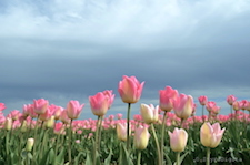 Pink Tulips