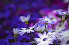 White Purple at Butchart