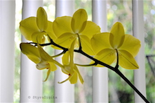 Winter Orchids