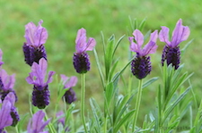 Lavenders