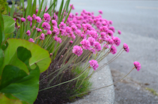 Wisterias