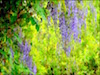 Wisteria Thumbnail
