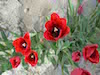 Tulips Thumbnail