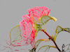 Roses Thumbnail