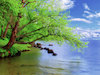 Edwards Tree Thumbnail