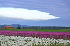 Skagit Valley Tulip