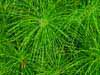 Field horsetail